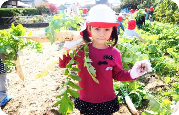 野菜を収穫している園児